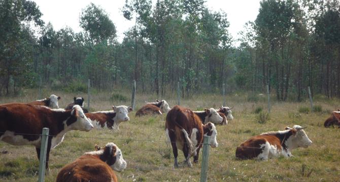 Livestock and forest